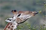 Girafe de Cap (giraffa camelopardalis de Giraffa) alimentation, Imfolozi Game Reserve, Afrique du Sud, Afrique