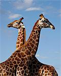 Two male Cape giraffe (Giraffa camelopardalis giraffa) fighting, Imfolozi Game Reserve, South Africa, Africa