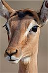 Femelle impala (Aepyceros melampus), Hluhluwe Game Reserve, Afrique du Sud, Afrique