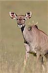 Femelle grand koudou (Tragelaphus strepsiceros), Parc National du Mont Zebra, Afrique du Sud, Afrique