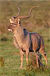 Greater kudu (Tragelaphus strepsiceros) buck marking its territory, Addo Elephant National Park, South Africa, Africa