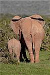 African elephant (Loxodonta africana) mother and calf, Addo Elephant National Park, South Africa, Africa