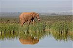 Afrikanischer Elefant (Loxodonta Africana), Addo Elephant National Park, Südafrika, Afrika