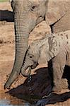 L'éléphant d'Afrique (Loxodonta africana) adulte soutenant un bébé à boire, Addo Elephant National Park, Afrique du Sud, Afrique