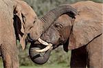 Two African elephant (Loxodonta africana), Addo Elephant National Park, South Africa, Africa