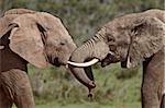 Two African elephant (Loxodonta africana) face to face, Addo Elephant National Park, South Africa, Africa