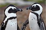 African penguin (Spheniscus demersus) pair, Simon's Town, South Africa, Africa