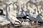 Cape fou de Bassan (Morus capensis) poussin, île aux oiseaux, Bay, Afrique du Sud, Afrique de Lambert