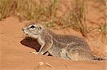 Cape ground squirrel (Xerus inauris), Kgalagadi Transfrontier Park, encompassing the former Kalahari Gemsbok National Park, South Africa, Africa