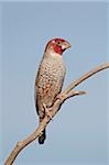 Amadine à tête rouge (finch Paradise) (Anaplecte) (Amadina erythrocephala), Kgalagadi Transfrontier Park, qui englobe l'ancien Kalahari Gemsbok National Park, Afrique du Sud, Afrique