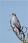 Southern pale chanting goshawk (Melierax canorus), Kgalagadi Transfrontier Park, encompassing the former Kalahari Gemsbok National Park, South Africa, Africa