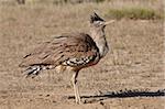 Kori bustard (Ardeotis kori) dust bathing, Kgalagadi Transfrontier Park, encompassing the former Kalahari Gemsbok National Park, South Africa, Africa