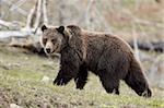 Grizzlybär (Ursus Arctos Horribilis), Yellowstone National Park, UNESCO World Heritage Site, Wyoming, Vereinigte Staaten, Nordamerika