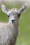 Bighorn sheep (Ovis canadensis) lamb, Yellowstone National Park, Wyoming, United States of America, North America