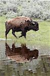 Bison (Bison bison) reflète dans un étang, Parc National de Yellowstone, patrimoine mondial de l'UNESCO, Wyoming, États-Unis d'Amérique, Amérique du Nord