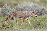 Coyote (Canis latrans), Parc National de Yellowstone, l'UNESCO World Heritage Site, Wyoming, États-Unis d'Amérique, Amérique du Nord
