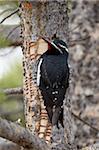 Mâle de Williamson (Sphyrapicus thyroideus), Parc National de Yellowstone, l'UNESCO World Heritage Site, Wyoming, États-Unis d'Amérique, l'Amérique du Nord