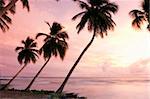 Tropical sunset, Bridgetown, Barbados, West Indies, Caribbean, Central America