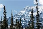 Bäume vor Mount Edith Cavell, Jasper Nationalpark, UNESCO Weltkulturerbe, British Columbia, Rocky Mountains, Kanada, Nordamerika