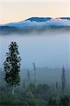 Brouillard matinal dans le Parc Provincial de Wells Grey, en Colombie-Britannique, Canada, en Amérique du Nord