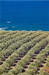 Olive groves, Chania, Crète, îles grecques, Grèce, Europe