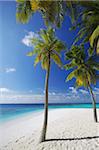 Palmiers sur la plage, Maldives, océan Indien, Asie