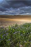 Après-midi orageux au-dessus d'un champ récemment récolté près de Winchester, South Downs, Hampshire, Angleterre, Royaume-Uni, Europe