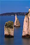 The famous chalk stacks The Pinnacles in the sea beside Ballard Down with views to Swanage in the background, Jurassic Coast, UNESCO World Heritage Site, Dorset, England, United Kingdom, Europe