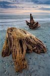 Bois flotté le long de Gillespies Beach sur la côte de l'île du Sud, Nouvelle-Zélande, Pacifique