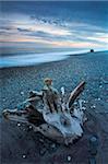 Ancienne bois flotté sur Gillespies Beach, côte ouest, île du Sud, Nouvelle-Zélande, Pacifique