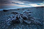 Enormous remains of long-dead trees lie scattered on Gillespies Beach, West Coast, South Island, New Zealand, Pacific