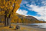 Herbstfarben drehen am See golden in Wanaka, Otago, Südinsel, Neuseeland, Pazifik