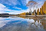 Spectacular autumn colour beside the lake at Wanaka, Otago, South Island, New Zealand, Pacific