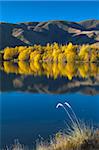 Intense golden foliage along a lakeside near Twizel, South Canterbury, South Island, New Zealand, Pacific