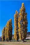 Autumn foliage in the Otago countryside near Cromwell, Otago, South Island, New Zealand, Pacific