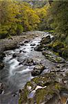 Rocky stream cuts through the dense Fiordland forest, South Island, New Zealand, Pacific