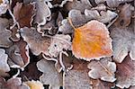 Frosted leaves on the heathland, New Forest National Park, Hampshire, England, United Kingdom, Europe