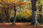 Autumn colours in a woodland near Rufus Stone, New Forest National Park, Hampshire, England, United Kingdom, Europe