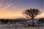 Poney New Forest paissent sur un matin d'hiver glacial, Parc National de New Forest, Hampshire, Angleterre, Royaume-Uni, Europe