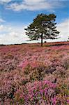 Heather covers the New Forest heathland in the summer, Hampshire, England, United Kingdom, Europe