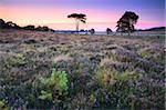 Wildflowers and pine trees on Wilverley Plain, New Forest National Park, Hampshire, England, United Kingdom, Europe