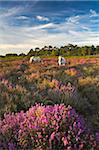 New Forest ponies grazing among the heather, New Forest National Park, Hampshire, England, United Kingdom, Europe