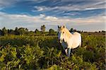 Poney New Forest paissant dans les fougères, Parc National de New Forest, Hampshire, Angleterre, Royaume-Uni, Europe