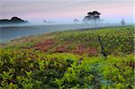 Lush new growth bracken fronds shoot up on a misty morning, New Forest National Park, Hampshire, England, United Kingdom, Europe