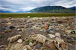 Squelette de moutons dans les plaines de la Patagonia, El Calafate, Patagonie, Argentine, Amérique du Sud
