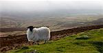 Lone moutons sur le marécage d'Exmoor, capturé sous approchant brouillard marin, Devon, Angleterre, Royaume-Uni, Europe