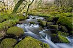 Petit ruisseau dans un bois moussu, Parc National de Dartmoor, Devon, Angleterre, Royaume-Uni, Europe