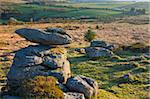 Affleurements de granit sur Hayne vers le bas dans le Parc National de Dartmoor, Devon, Angleterre, Royaume-Uni, Europe