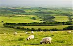 Sheep grazing in Exmoor National Park, Devon, England, United Kingdom, Europe