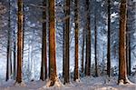 Snow covered winter woodland, Morchard Wood, Devon, England, United Kingdom, Europe